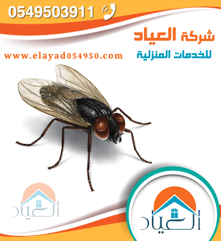 مكافحة حشرات بالمدينة المنورة0566668206 نقل العفش في المدينة المنورة